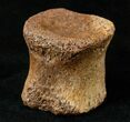 Hadrosaurid Caudal Vertebrae (Tail Bone) #15271-1